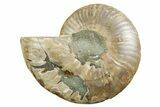 Cut & Polished Ammonite Fossil (Half) - Madagascar #347522-1